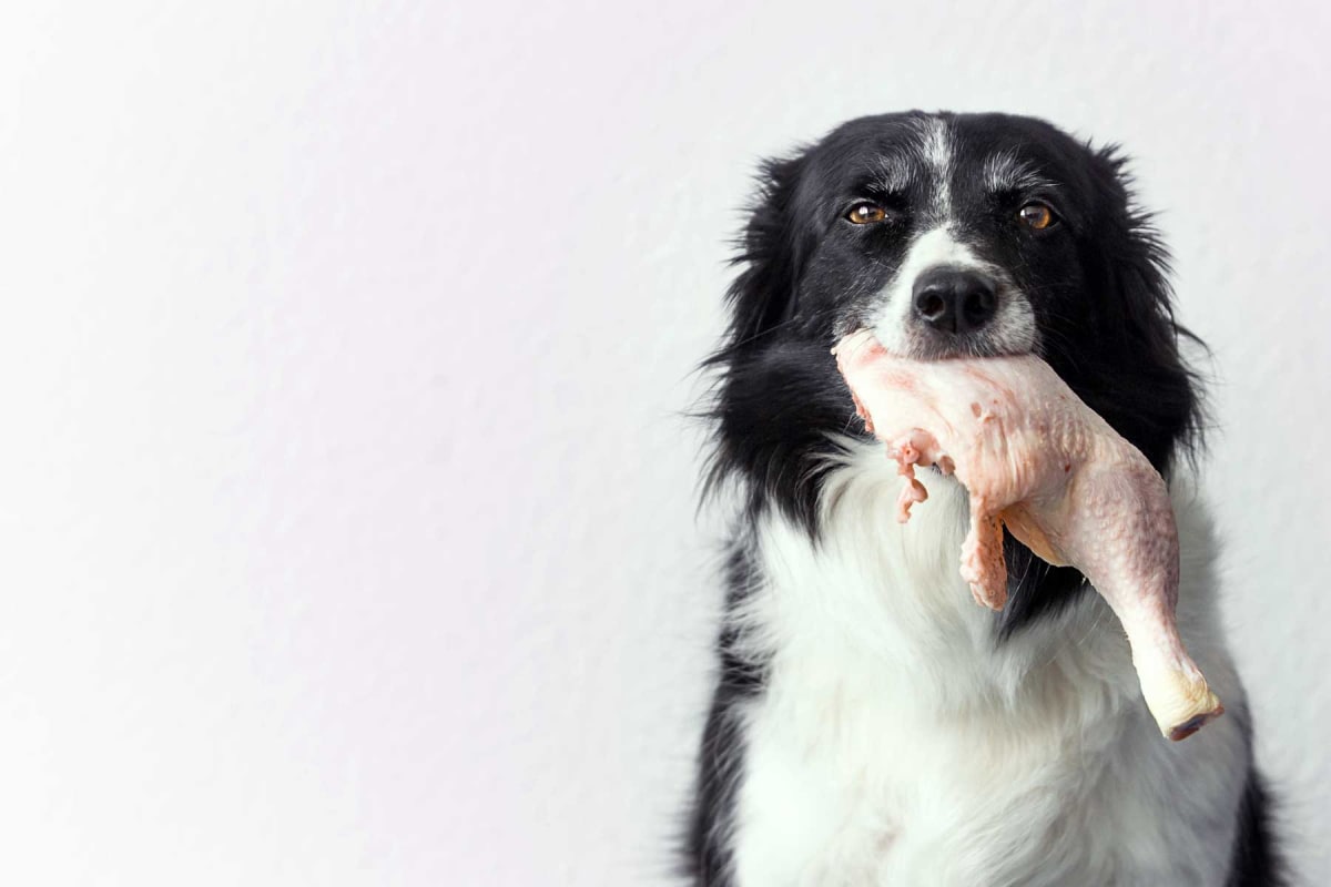 Can dogs eat raw chicken?