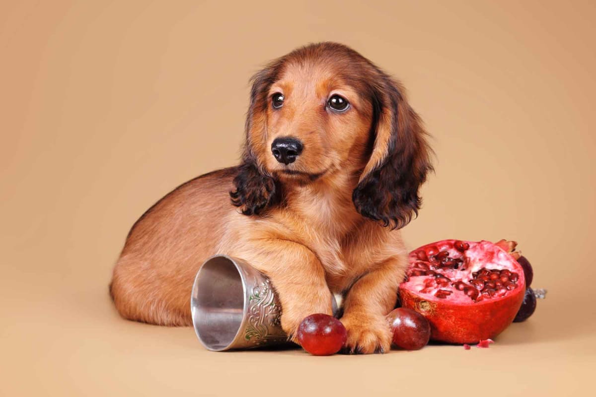 Can dogs eat pomegranate?
