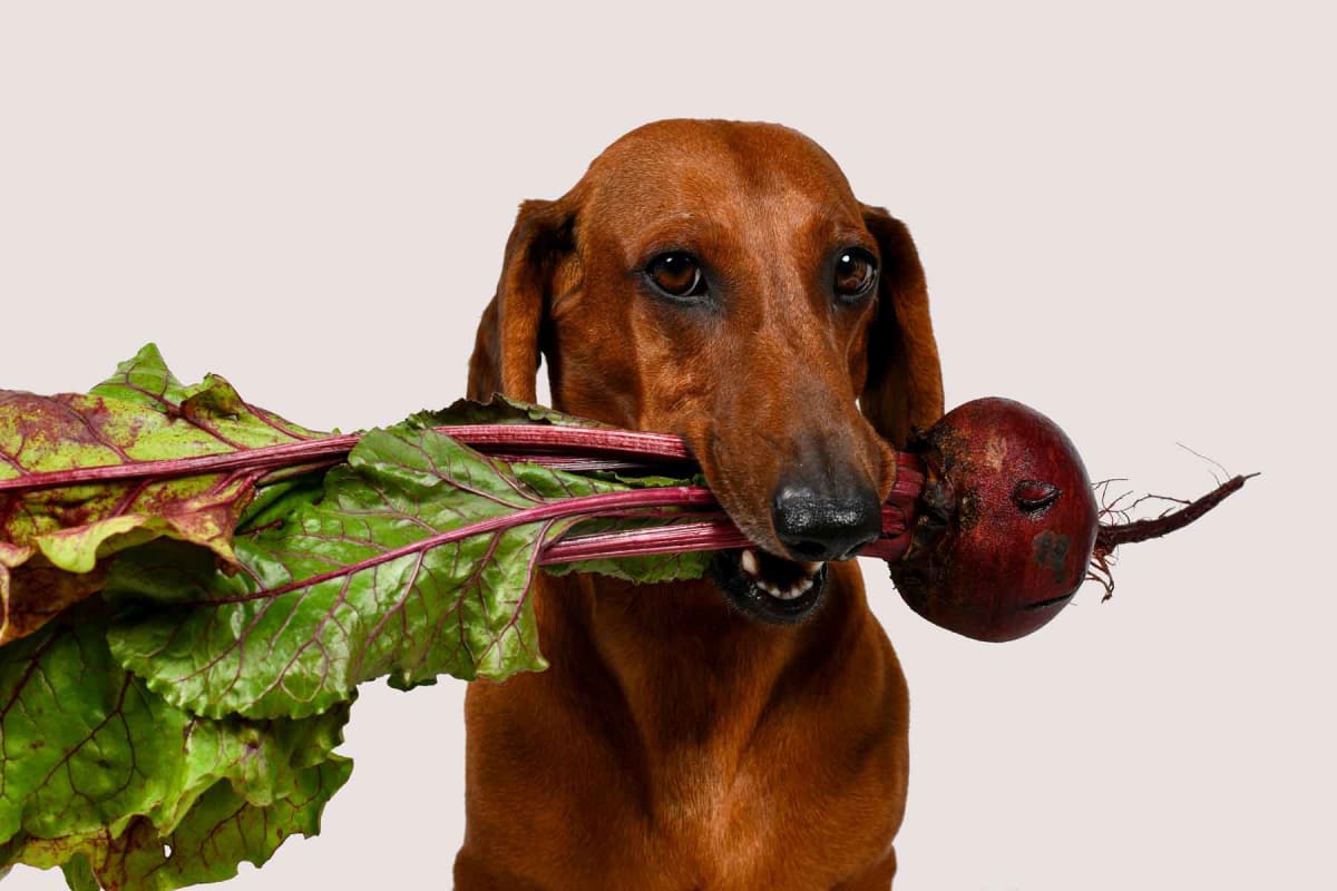 Can dogs eat beets?