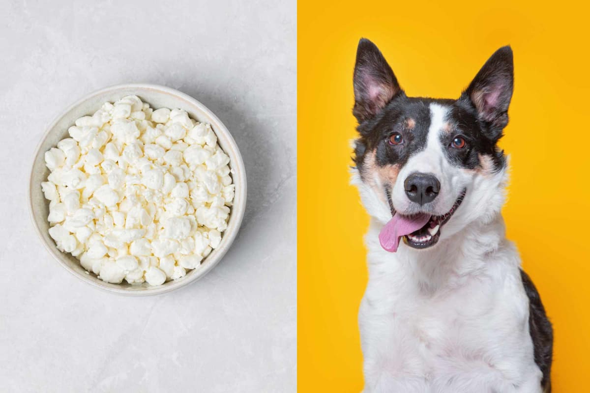 Can dogs eat cottage cheese?