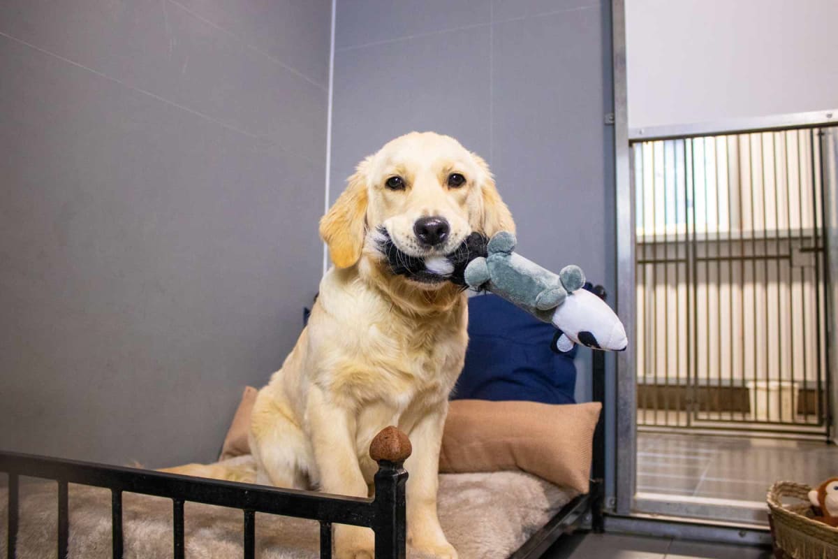 How much does it cost to board a dog?