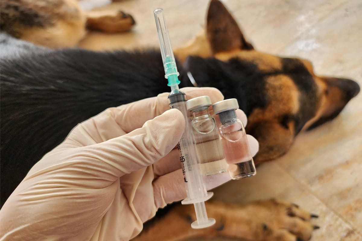 How much does the leptospirosis vaccine cost?