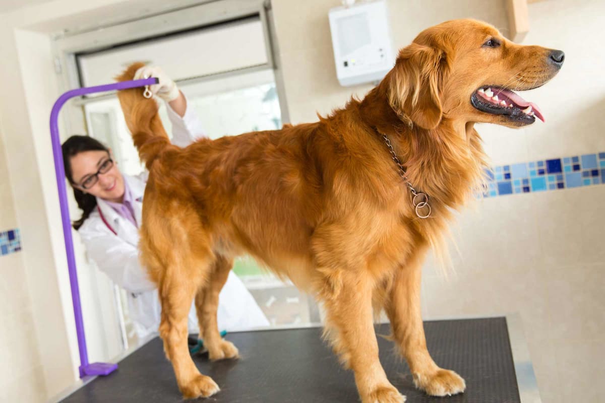 How much does it cost to express dog anal glands?