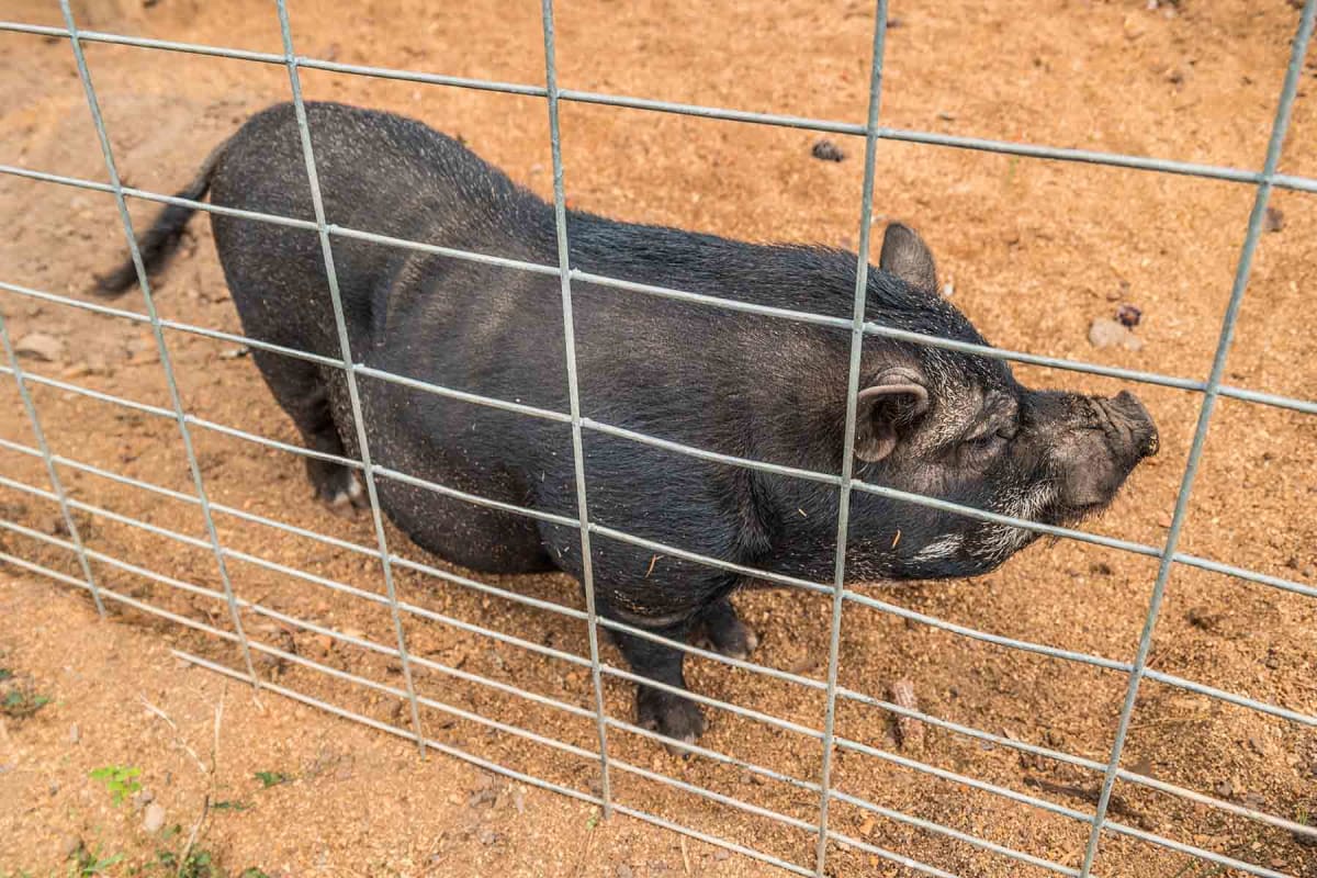 How much does a hog wire fence cost?