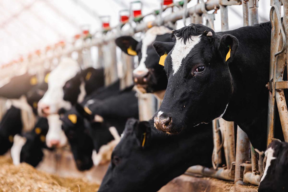 How much does a cow cost?