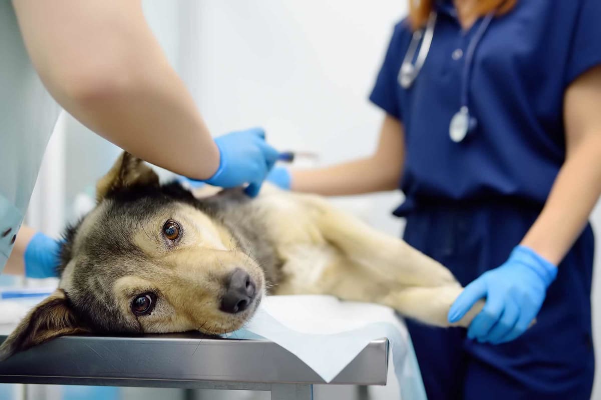 How much does a dog splenectomy cost?