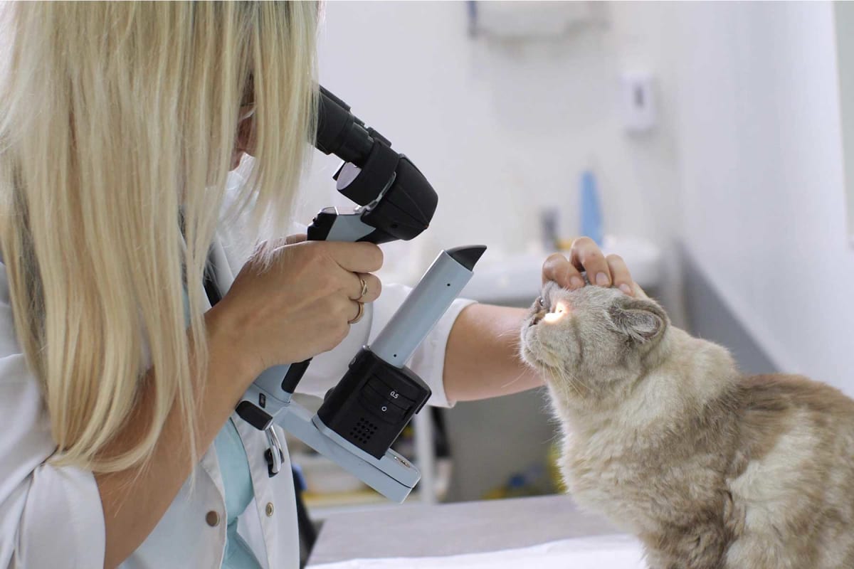 How much does cataract surgery for cats cost?