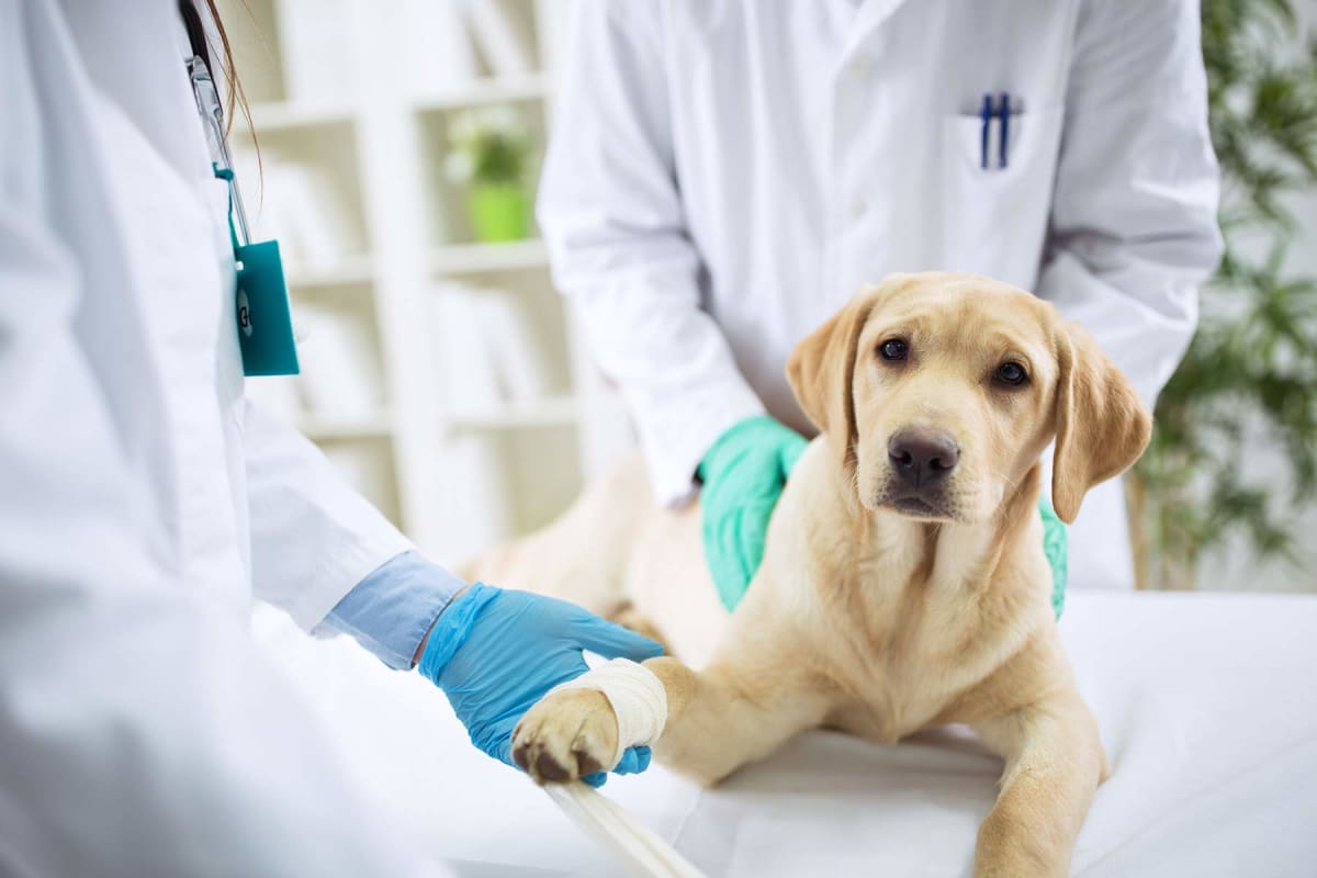 How much does dog surgery cost?