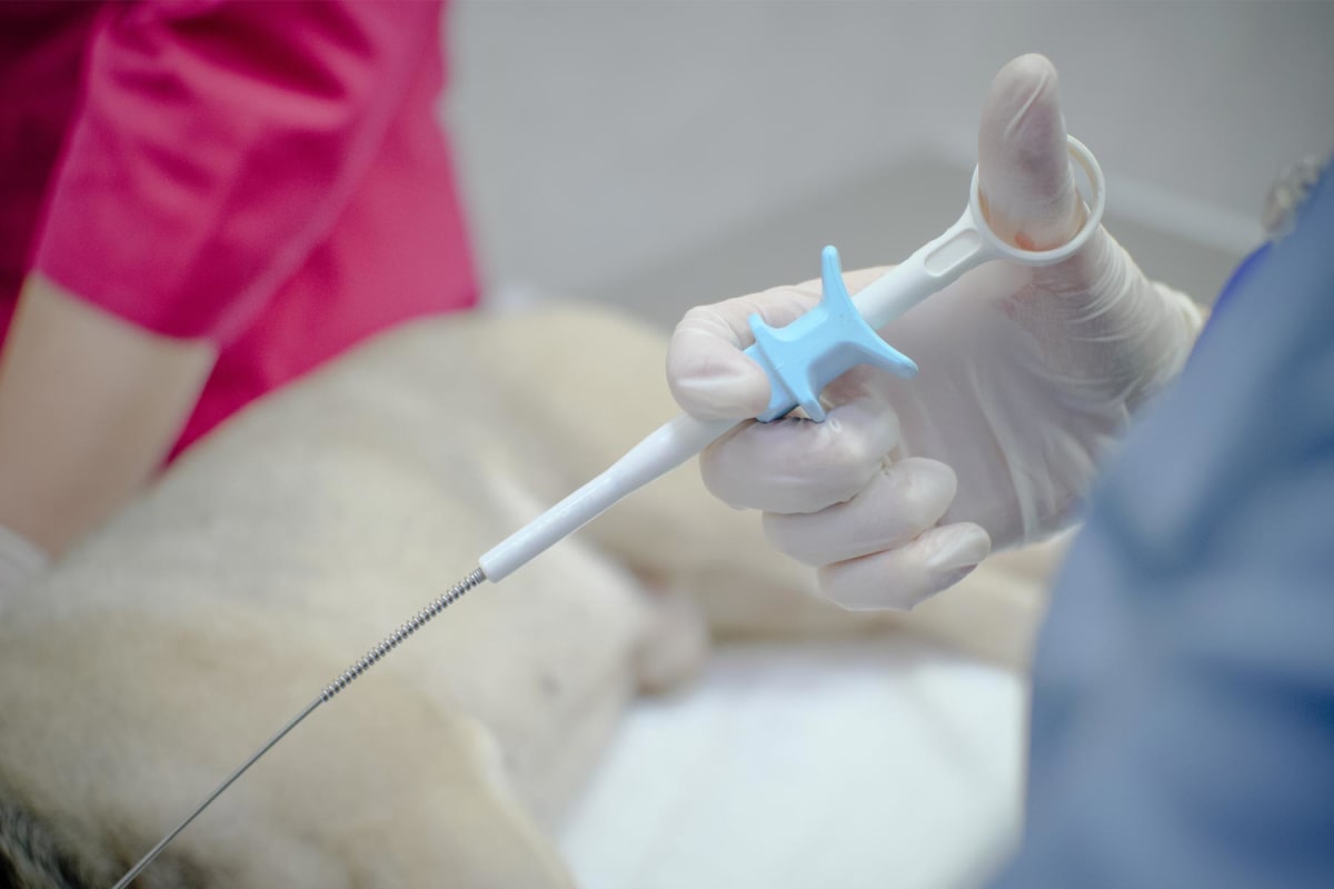 How much does a dog biopsy cost?