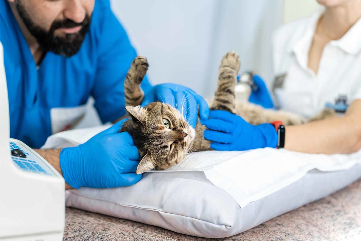 How much does cat anus gland abscess treatment cost?