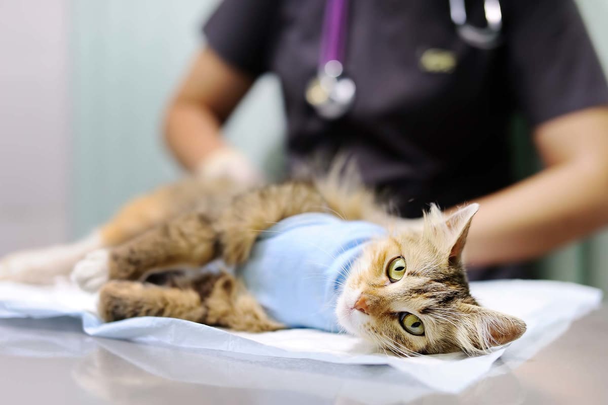 How much does cat surgery cost?