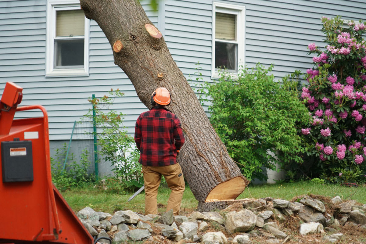 Tree Removal Greenville Ga