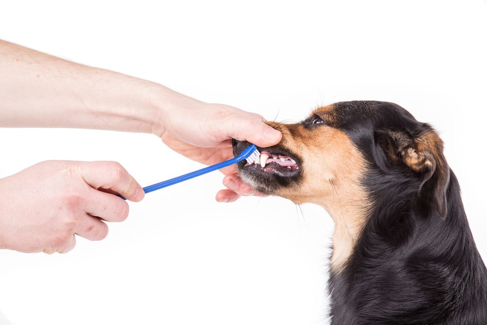 How much does dog teeth & dental cleaning cost?