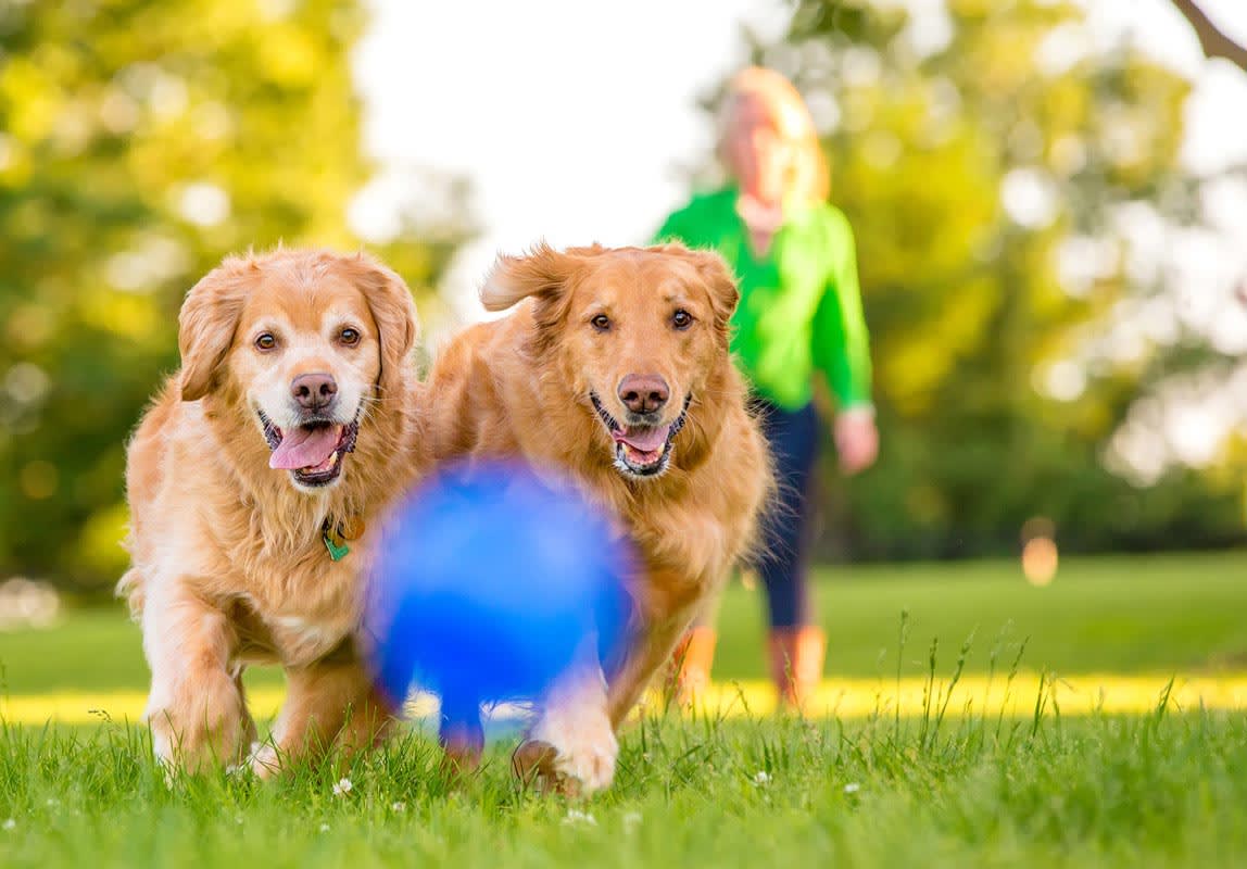 How much does pet photography cost?