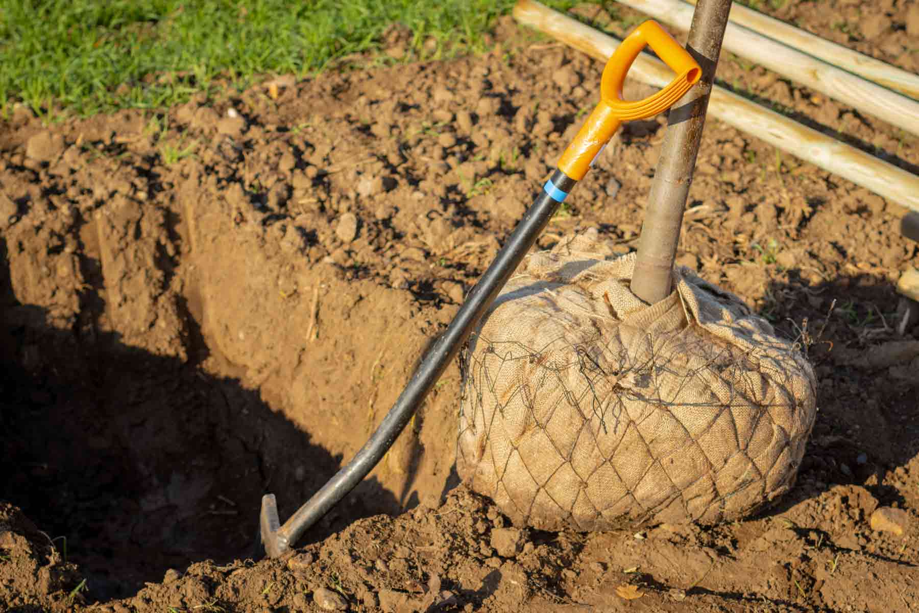 How much does tree moving and transplanting cost?