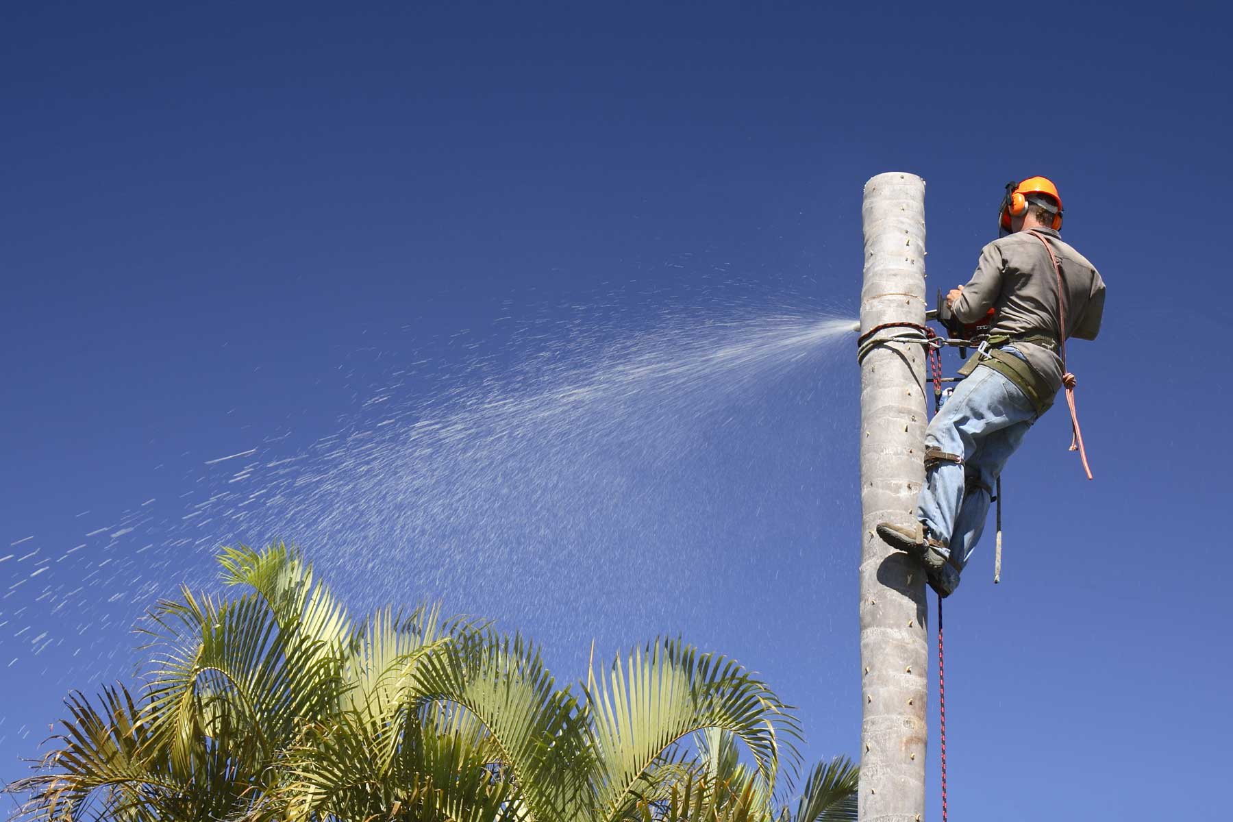 How much does it cost to remove a palm tree?