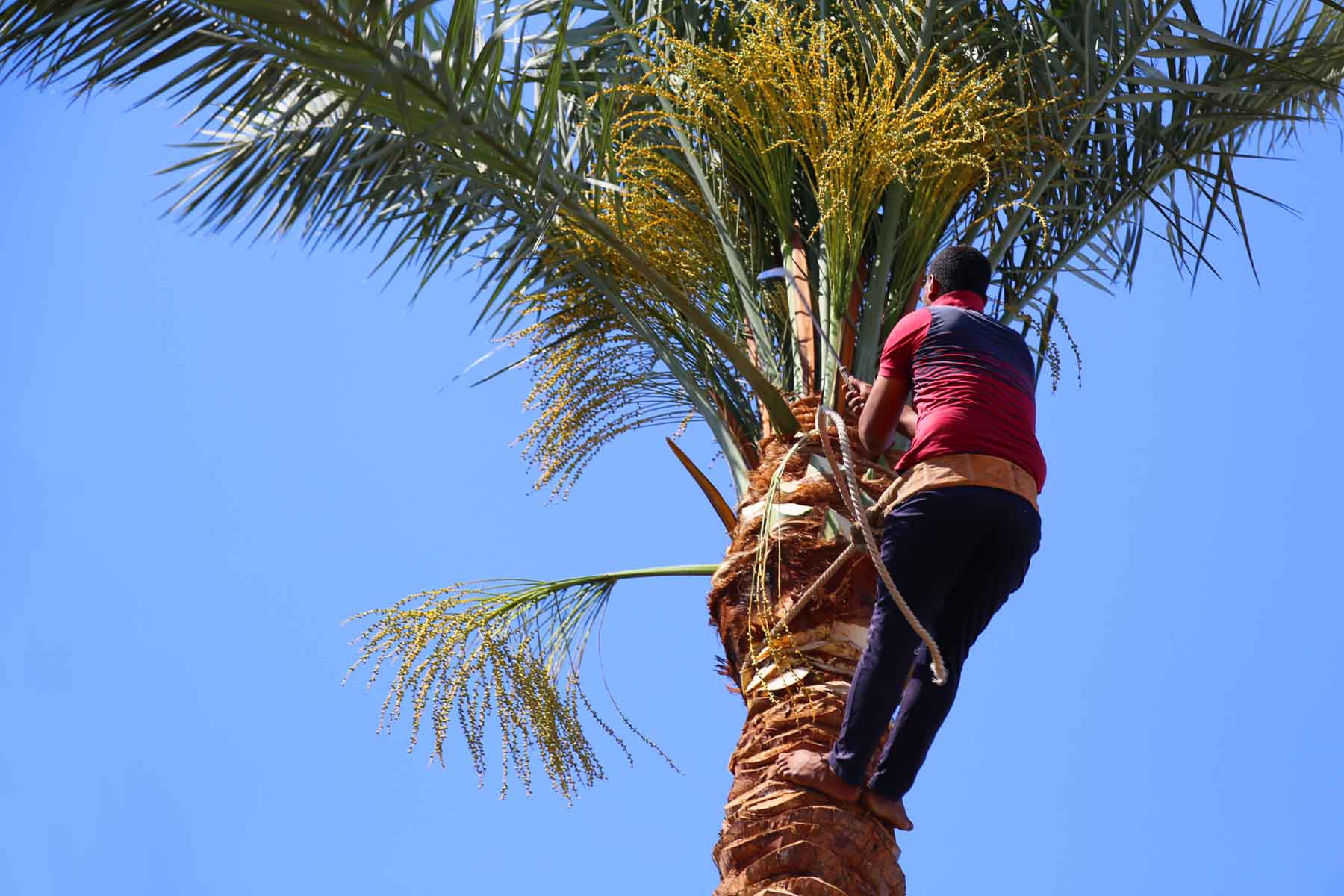 How much does it cost to trim a palm tree?