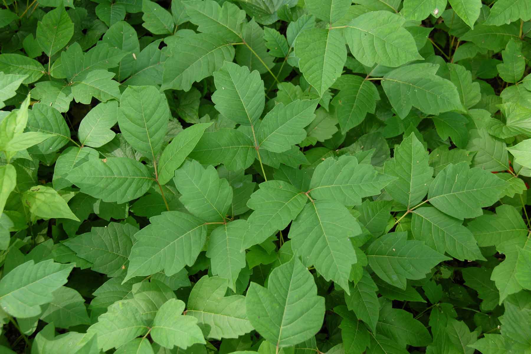 How much does poison ivy removal cost?