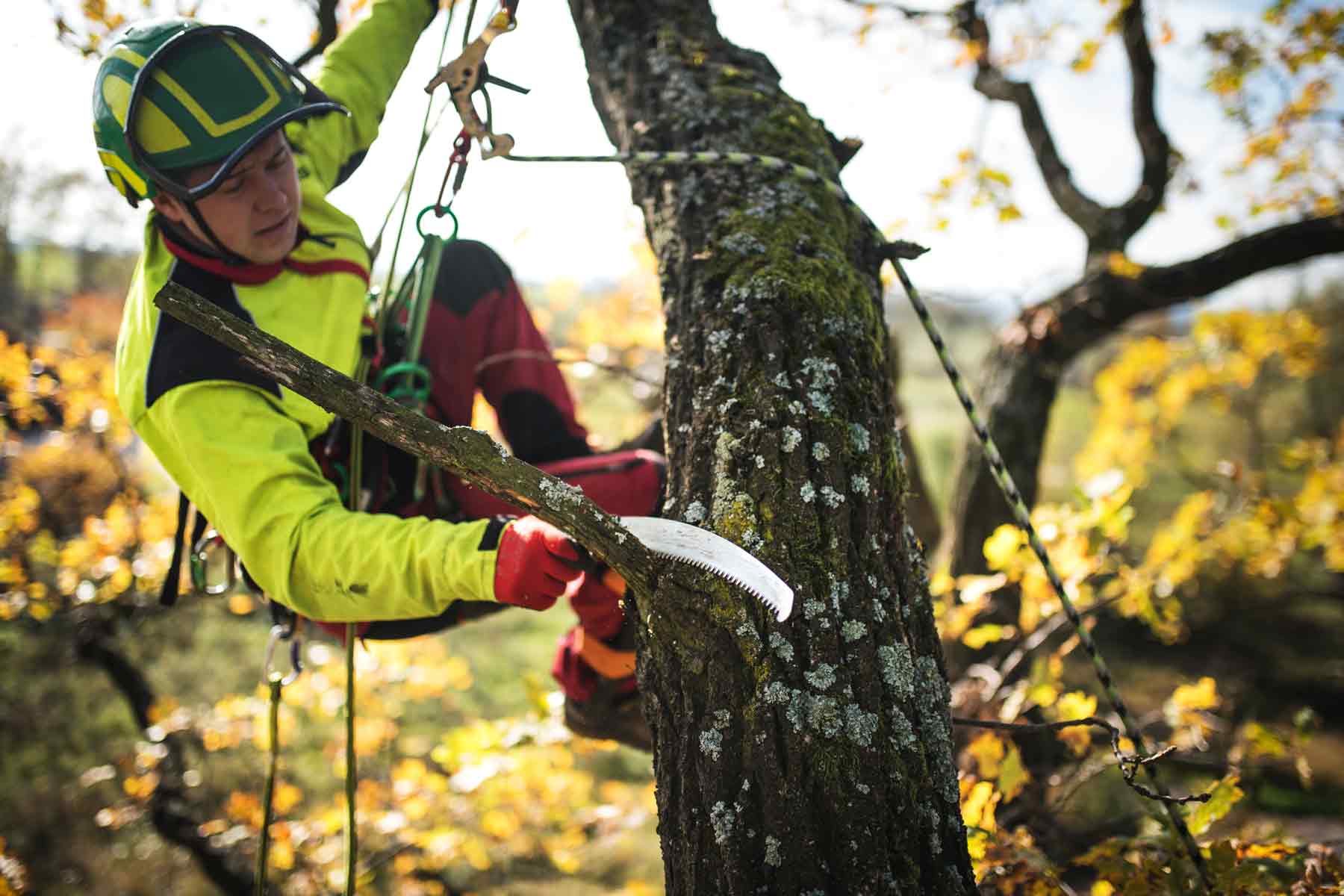 How much does an arborist cost?
