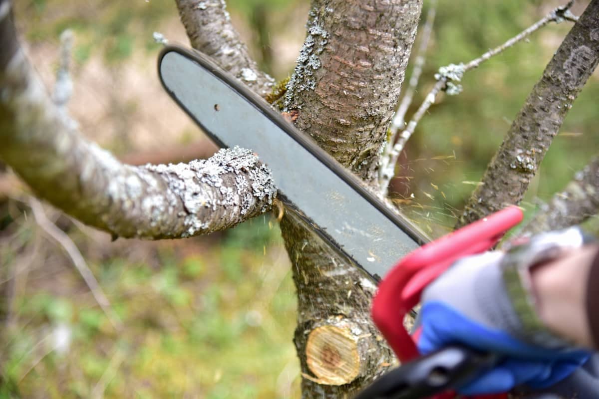 How much does tree trimming cost?