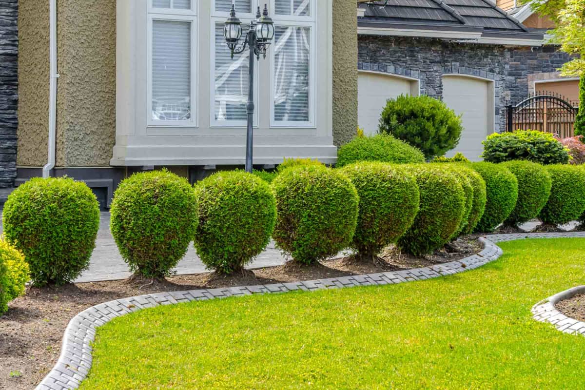 How much does shrub and bush trimming cost?