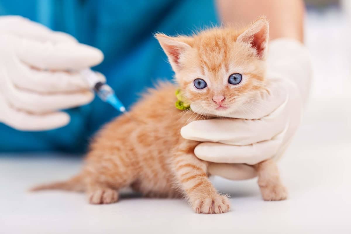 Kitten vaccine schedule and costs