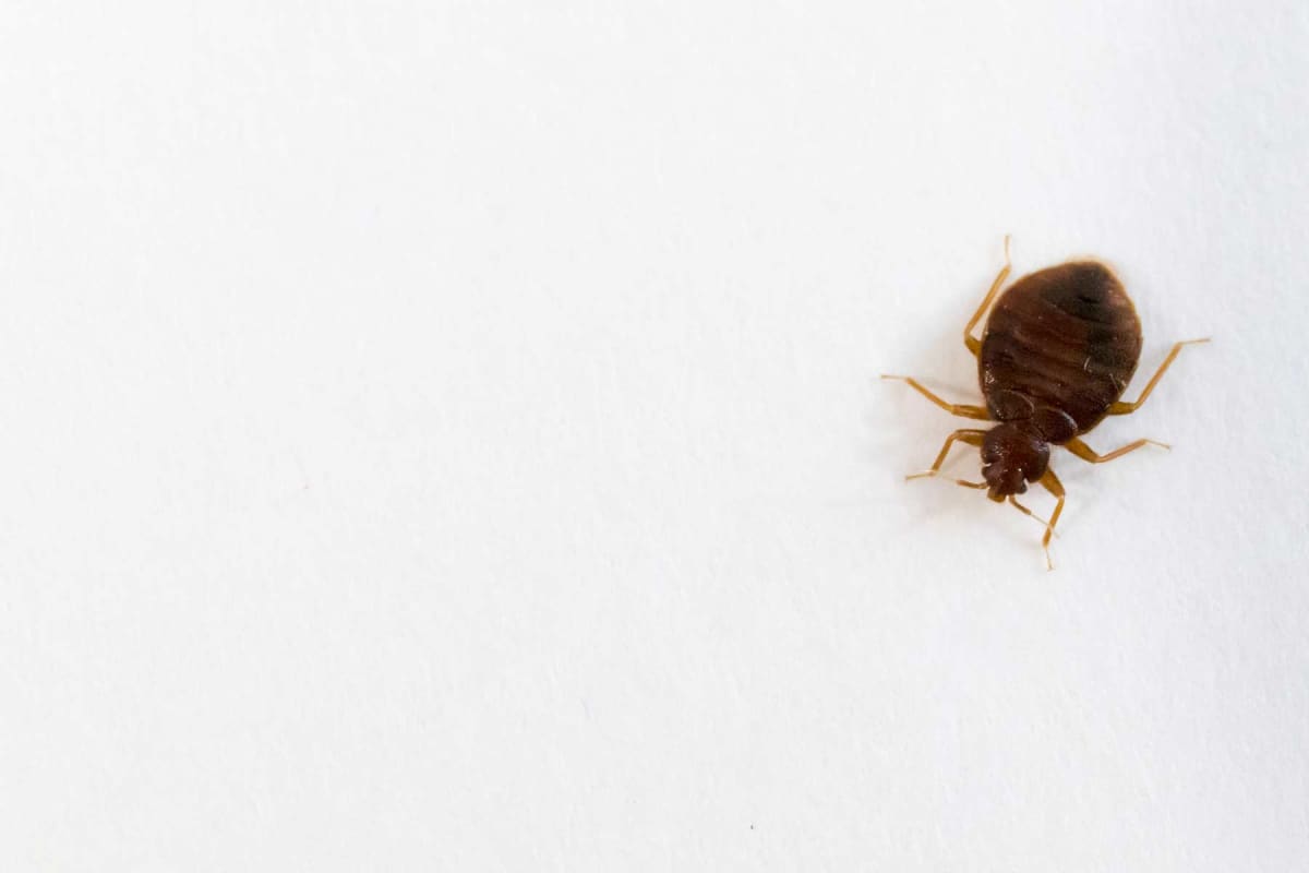 How much does bed bug heat treatment cost?