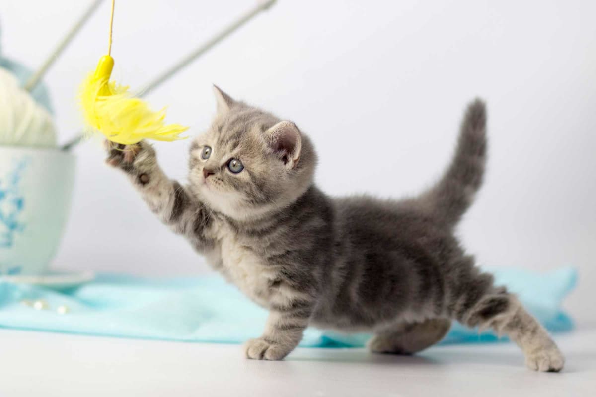 How much does a kitten cost?