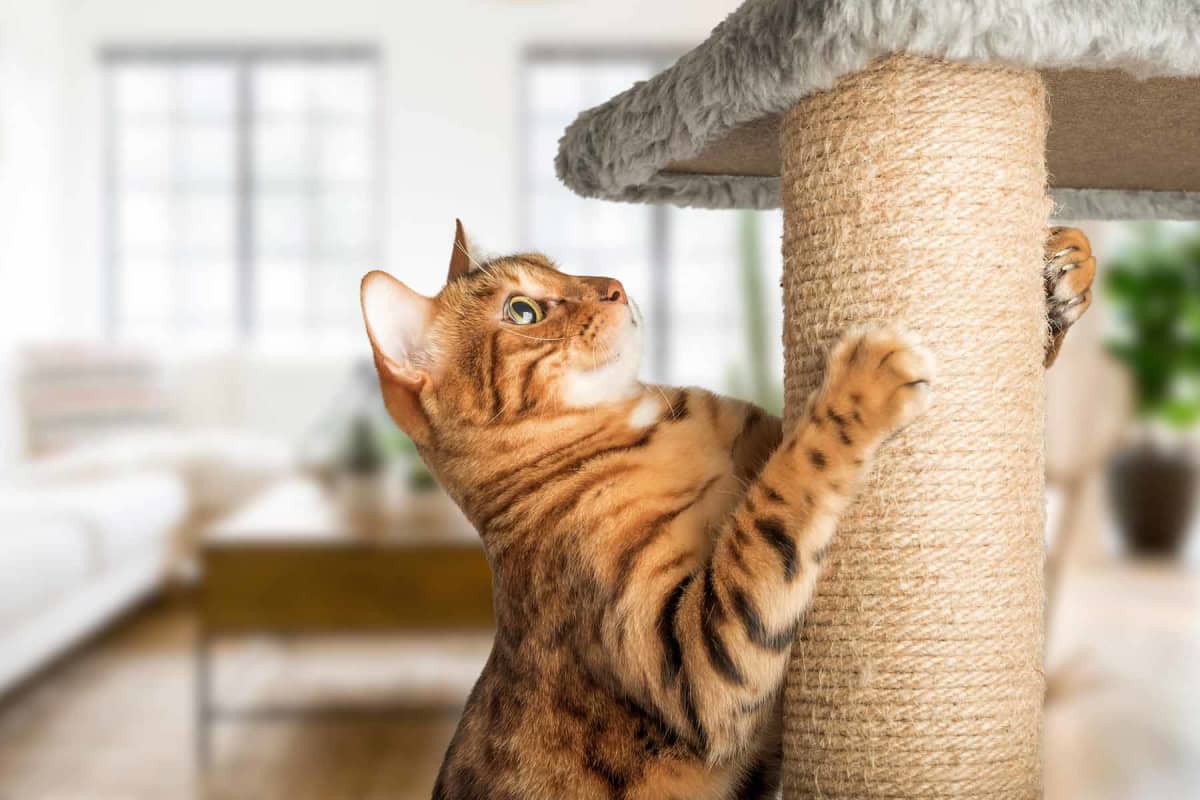 What are the alternatives to declawing a cat?