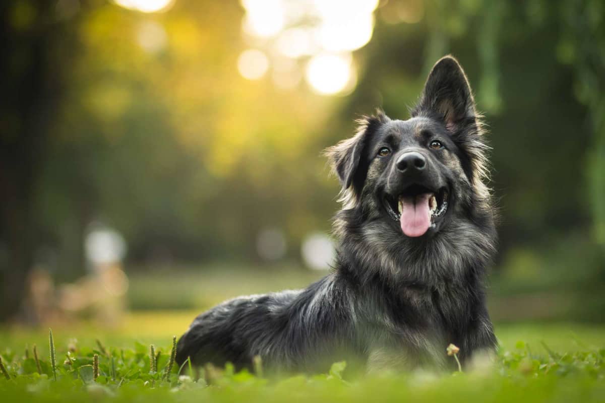 How much does a dog DNA test cost?