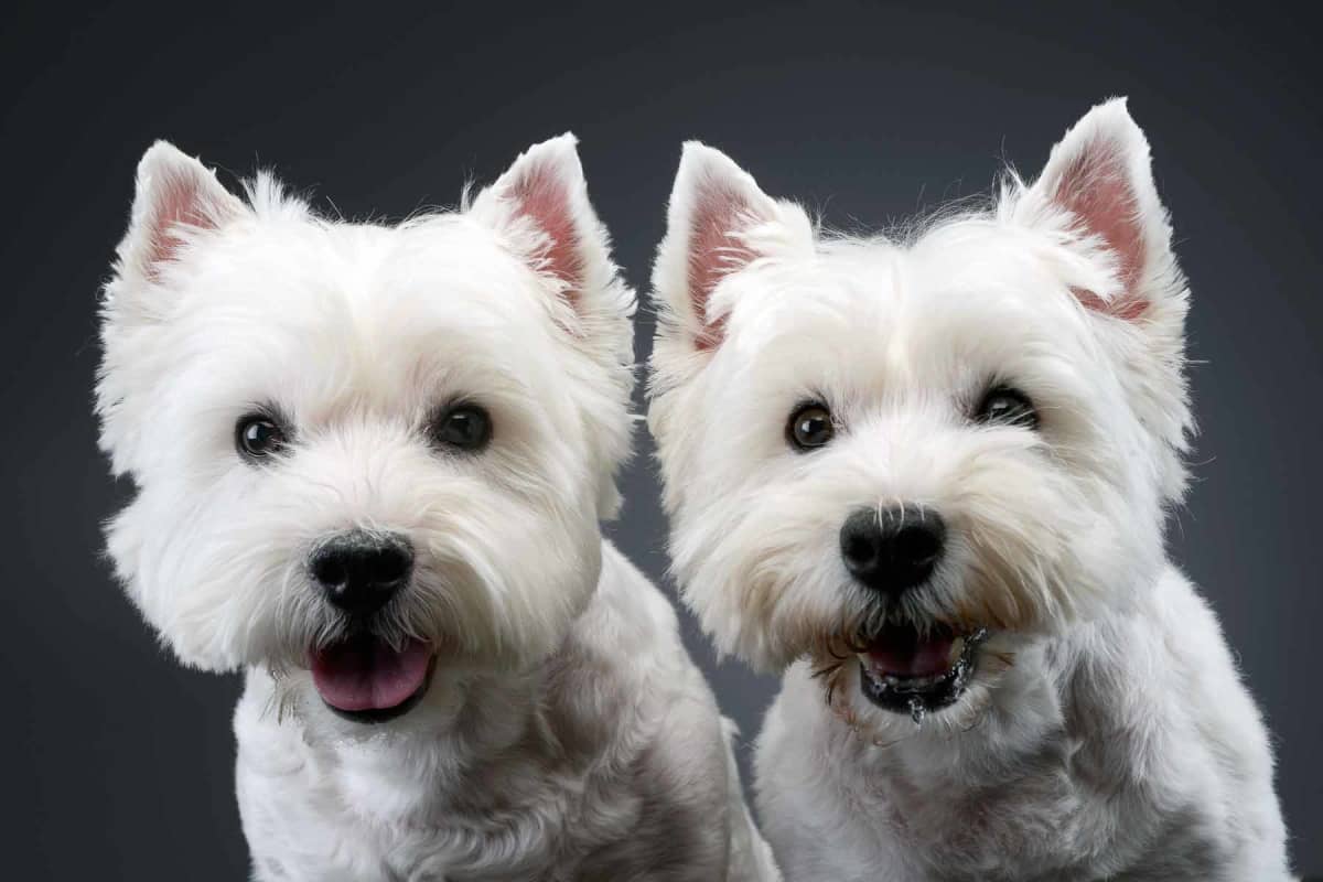 How much does it cost to clone a dog?