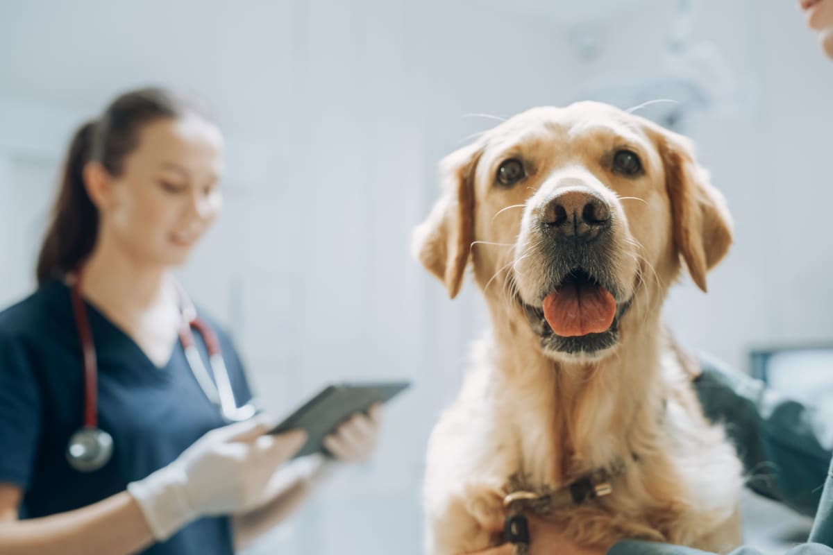 How much does a CT scan cost for a dog?