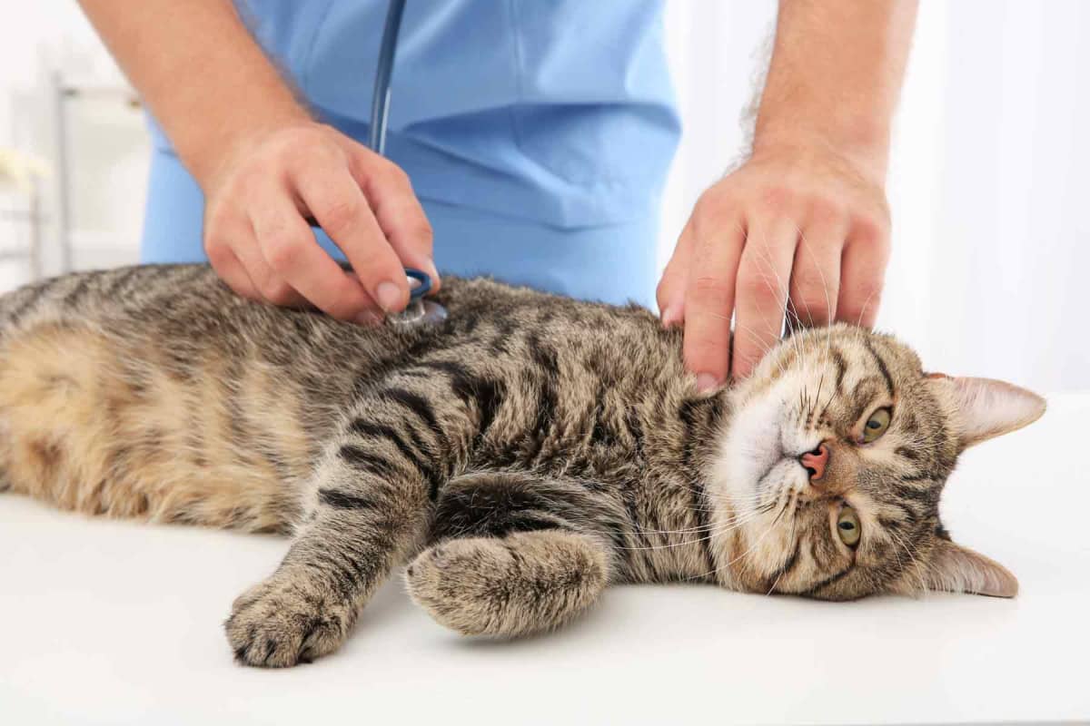 How much does cat intestinal blockage surgery cost?