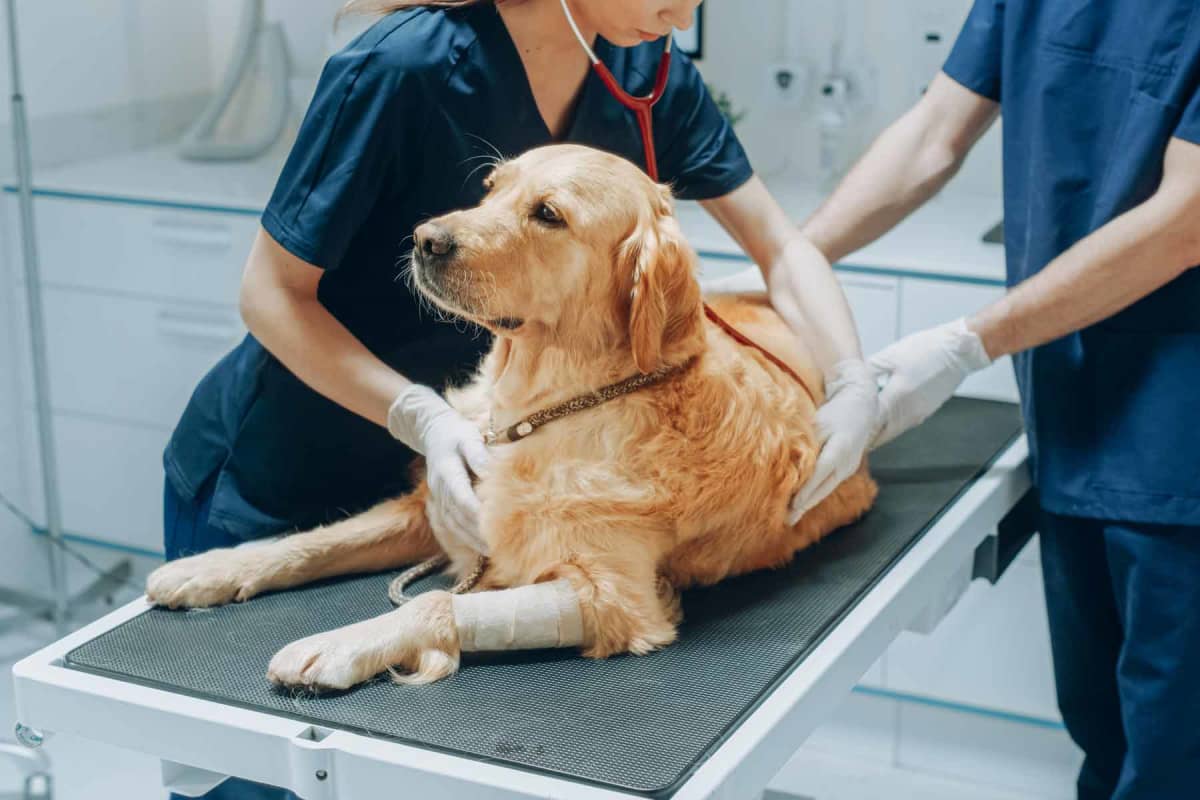How much does dog intestinal blockage surgery cost?