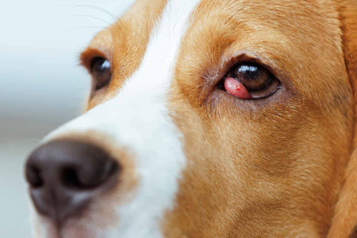 How much does cherry eye surgery cost?