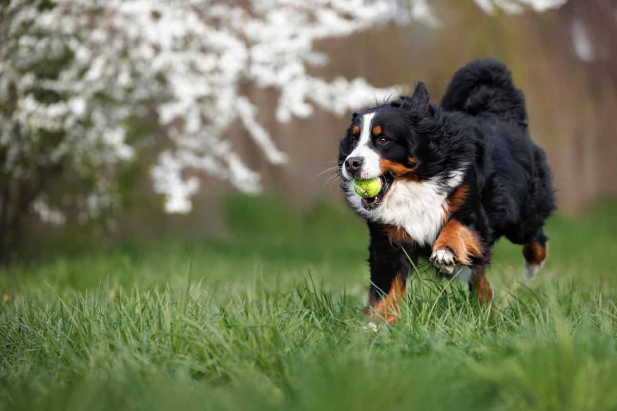 How much does hip dysplasia surgery cost for dogs?