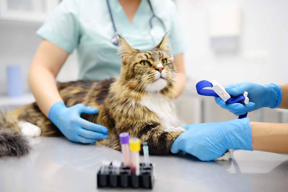 How much do cat blood tests cost?