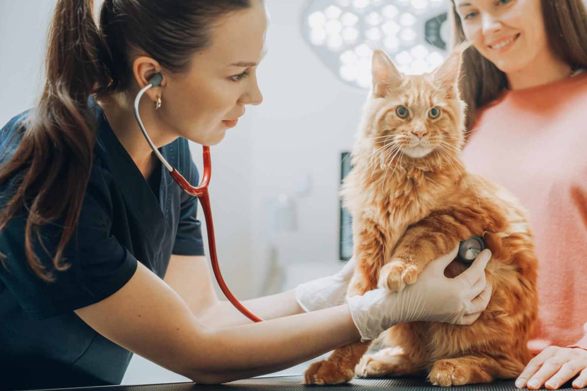How much does Perineal Urethrostomy (PU) surgery for cats cost?