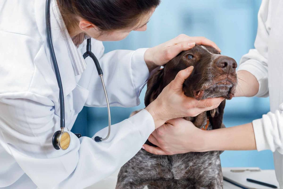 How much does dog eye ulcer surgery cost?