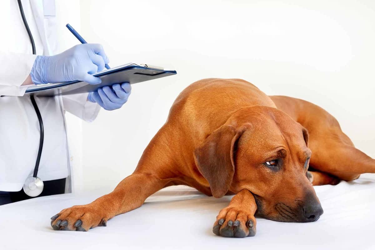How much does dog radiation therapy cost?