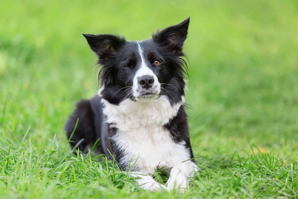 How much does dog eye removal surgery cost?
