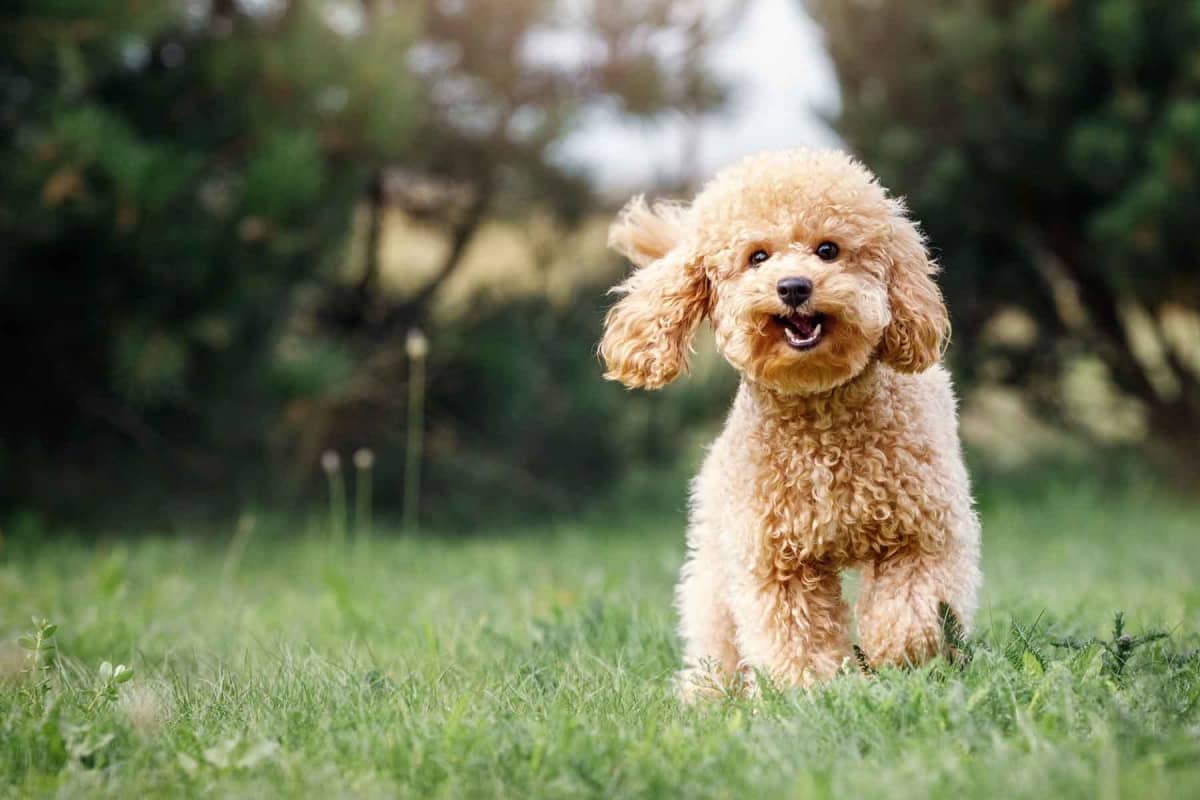 How much does FHO surgery cost for dogs?