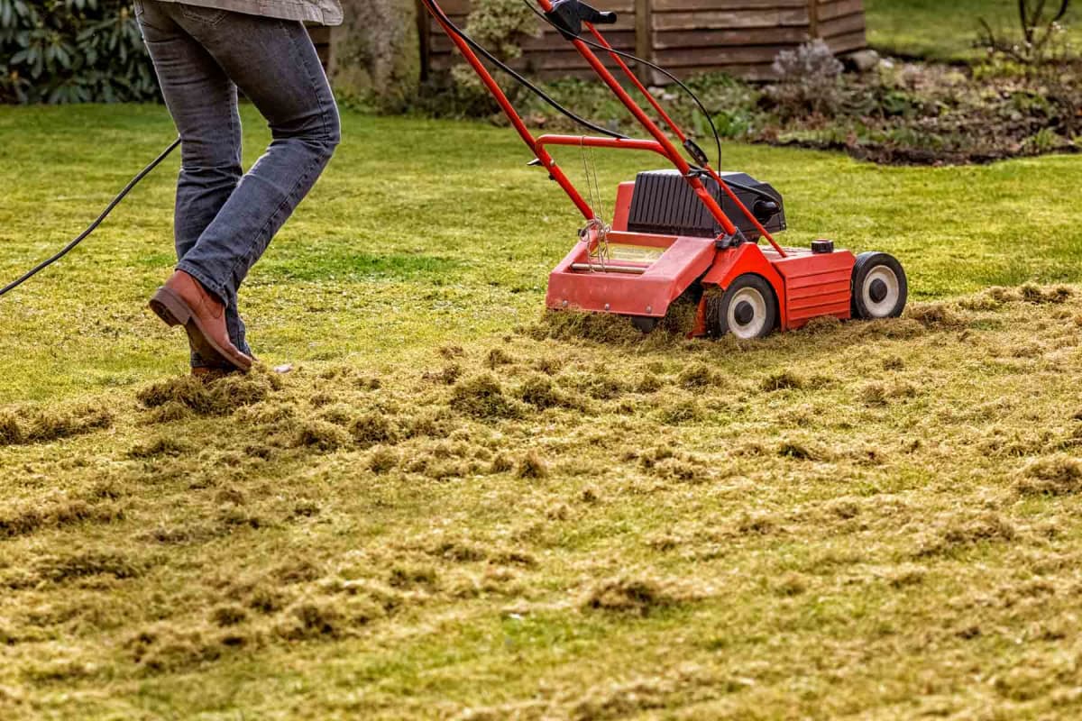 When To Dethatch Your Lawn