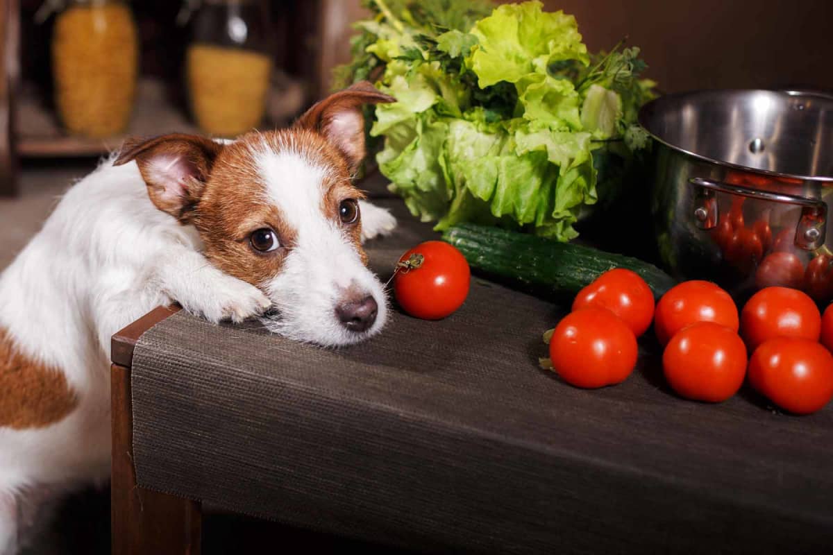 Can dogs eat tomatoes?