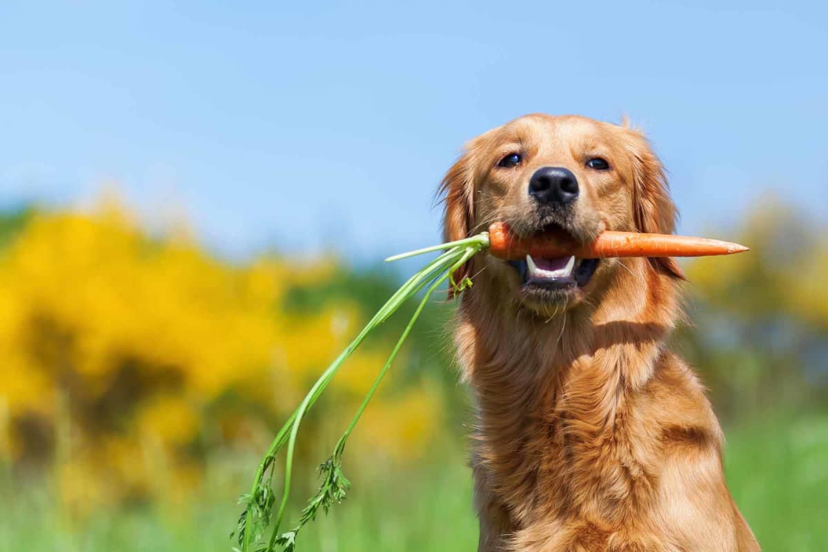 Can dogs eat carrots?