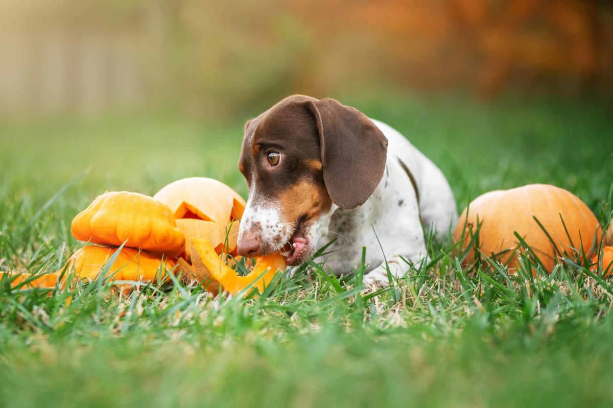 Can dogs eat pumpkin?