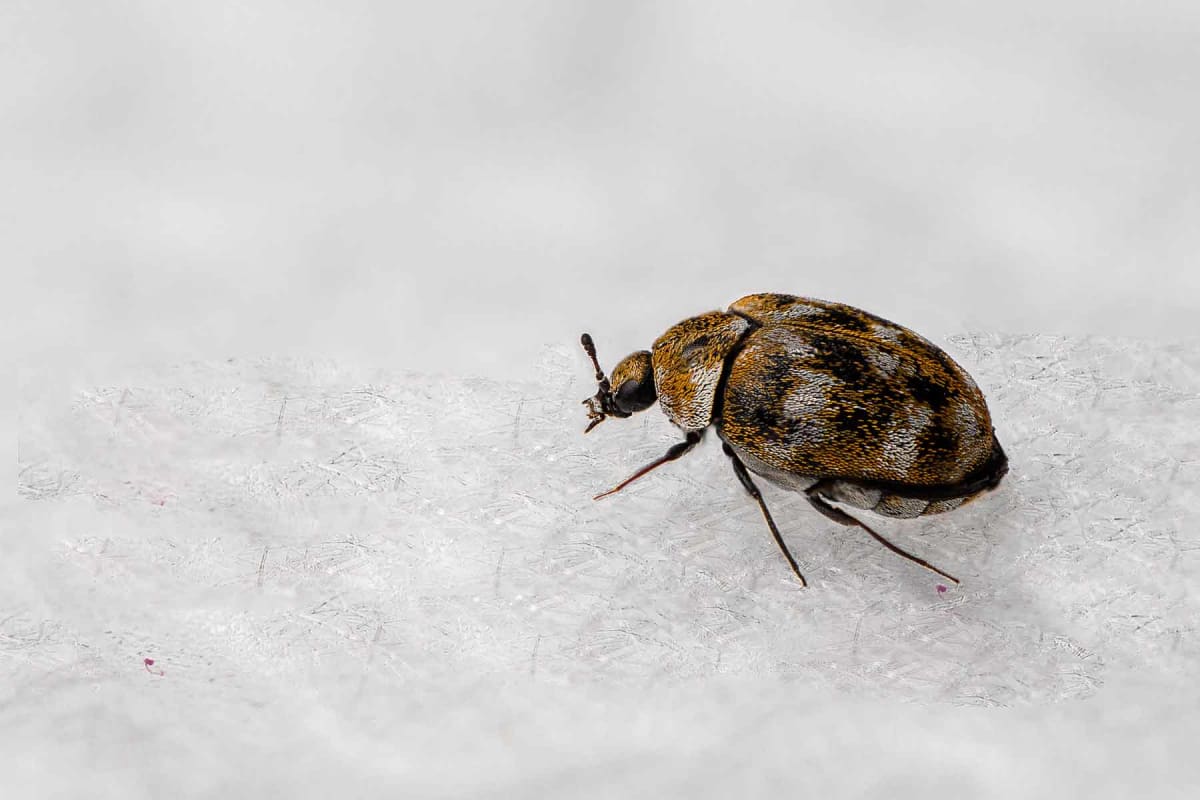 How much does carpet beetle extermination cost?