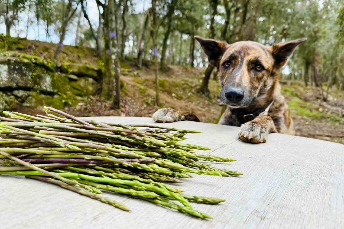 Can dogs eat asparagus?