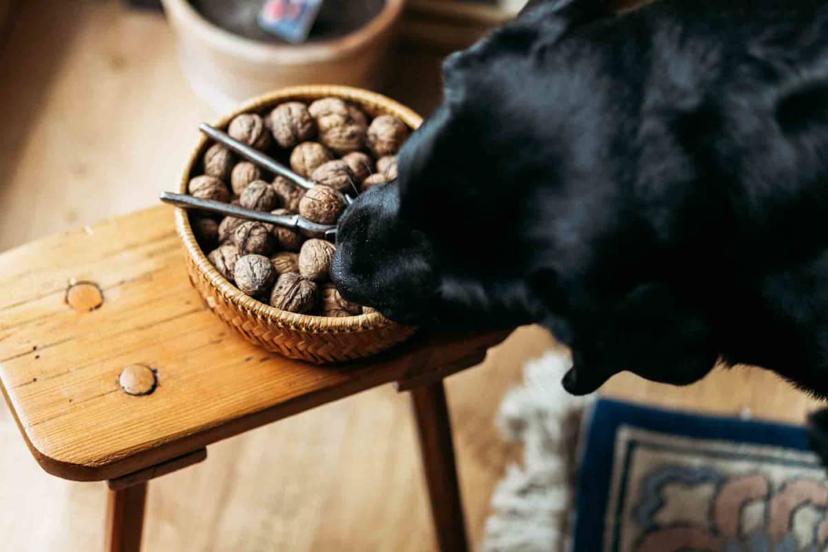 Can dogs eat walnuts?