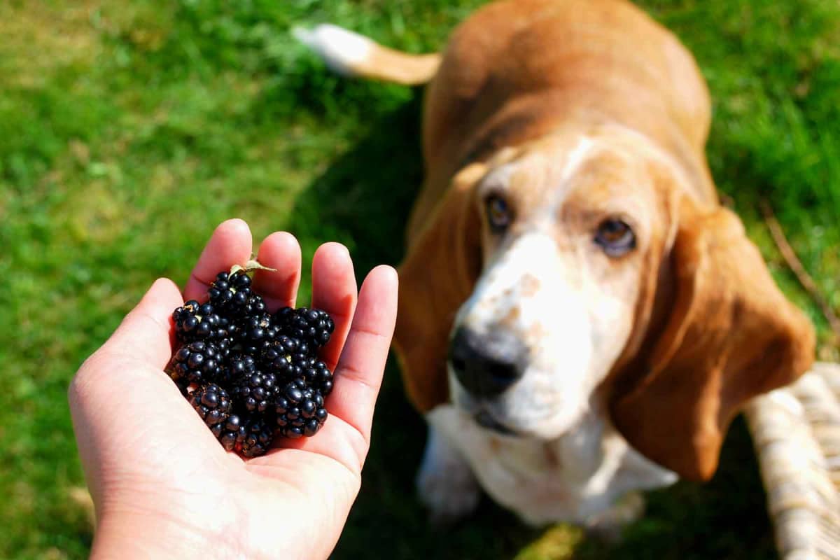 Can dogs eat blackberries?